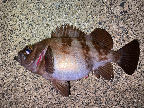 メバルの釣果