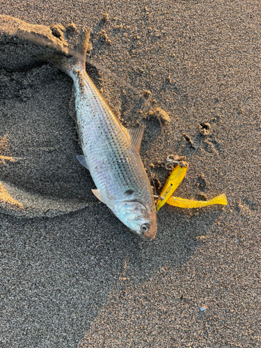 コノシロの釣果