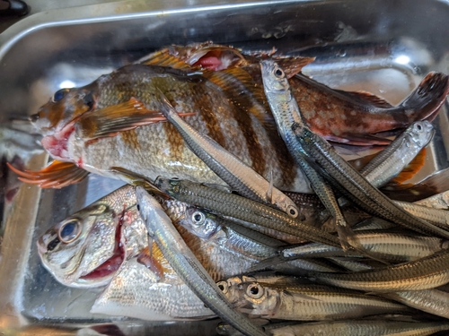 タカノハダイの釣果