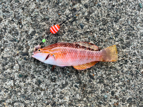 ホシササノハベラの釣果