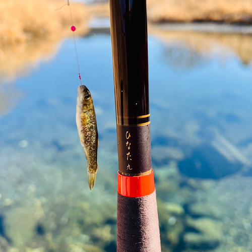 カワムツの釣果