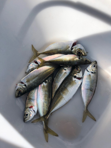 アジの釣果