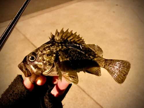 クロソイの釣果