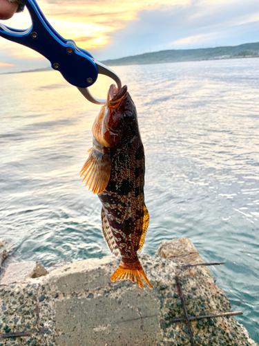 アイナメの釣果