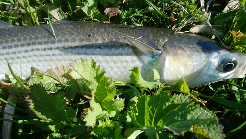 ボラの釣果