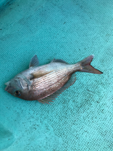 タイの釣果