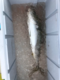 メジロの釣果