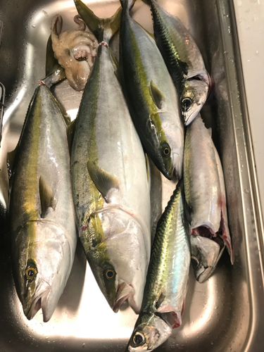 ハマチの釣果