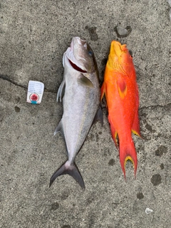 カンパチの釣果