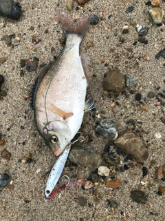 ウミタナゴの釣果