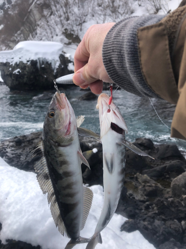 ホッケの釣果