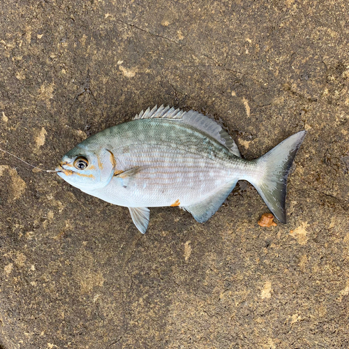 イスズミの釣果