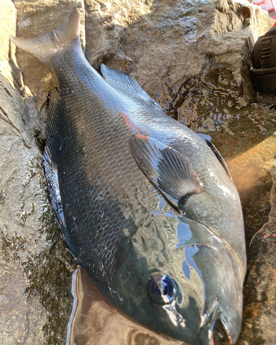 グレの釣果