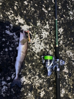 ホッケの釣果