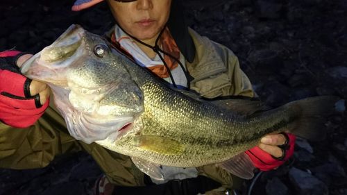 ブラックバスの釣果