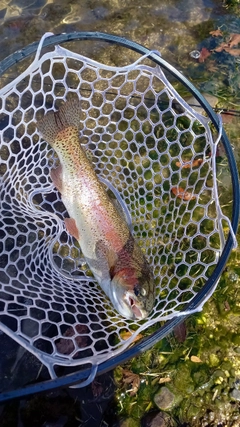 ニジマスの釣果