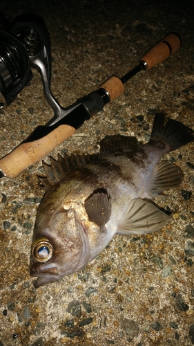 メバルの釣果