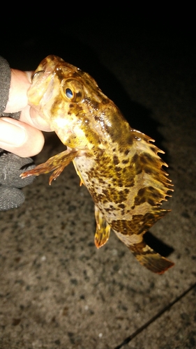 タケノコメバルの釣果