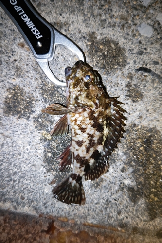 カサゴの釣果