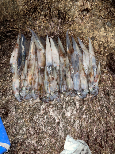 ヤリイカの釣果