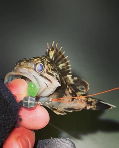 クロソイの釣果