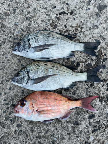 チヌの釣果