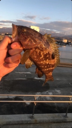 キジハタの釣果