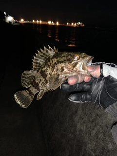 タケノコメバルの釣果