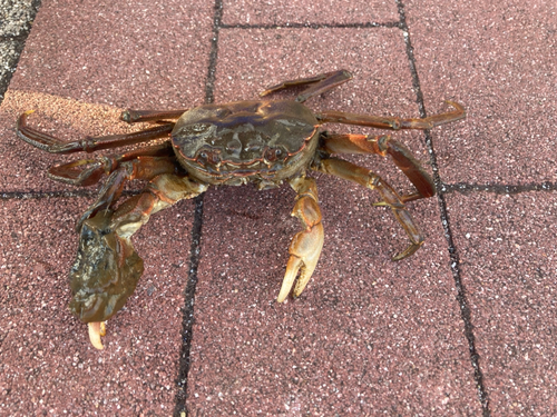 モクズガニの釣果