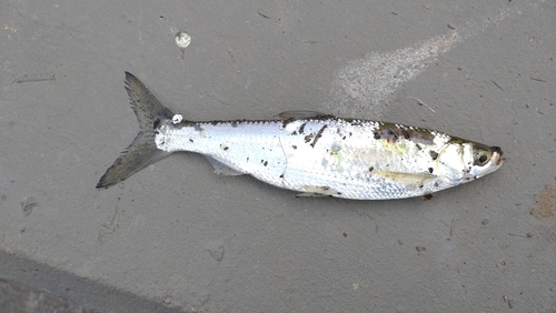 イワシの釣果