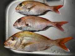 マダイの釣果