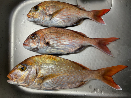 マダイの釣果