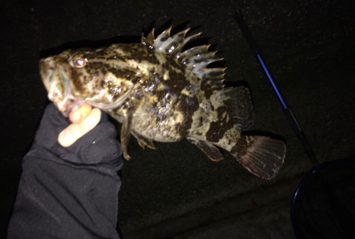 タケノコメバルの釣果