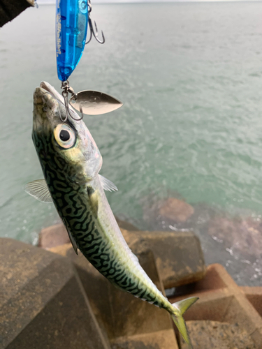 サバの釣果