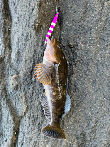 アイナメの釣果