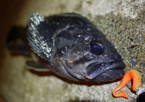 クロソイの釣果