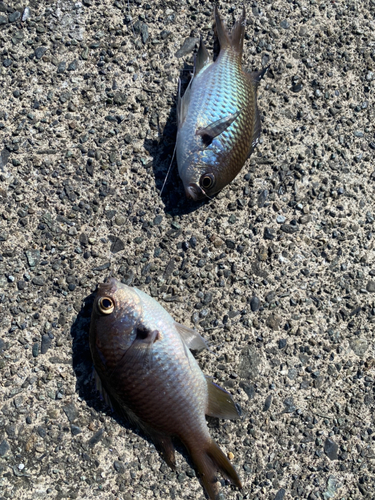 クロスズメダイの釣果