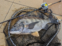 クロダイの釣果