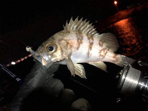 メバルの釣果