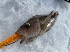 エゾメバルの釣果