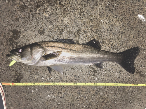 シーバスの釣果