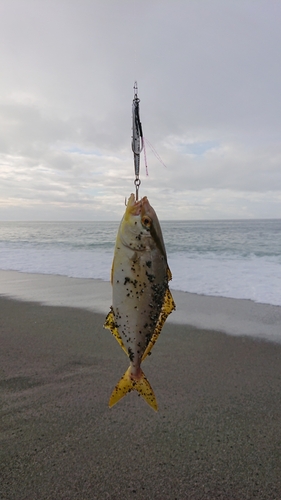 ネイリの釣果