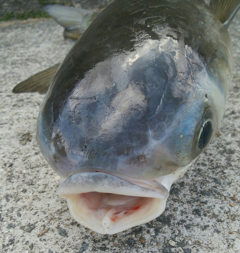 ボラの釣果