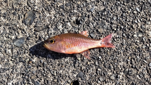 ネンブツダイの釣果