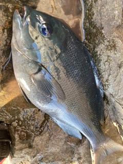 グレの釣果