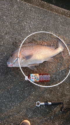 コロダイの釣果