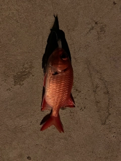 アカマツカサの釣果