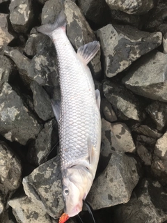 ニゴイの釣果