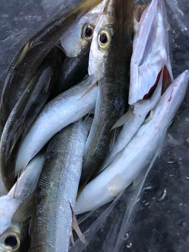 カマスの釣果