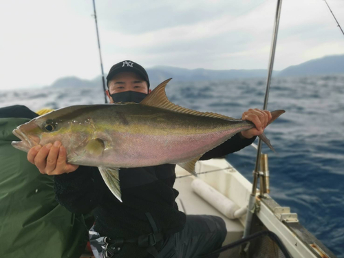 ヒレナガカンパチの釣果